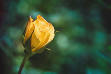 incredibly beautiful yellow rose flower