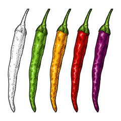 Whole yellow, purple, red and green pepper cayenne. Vintage vector engraving