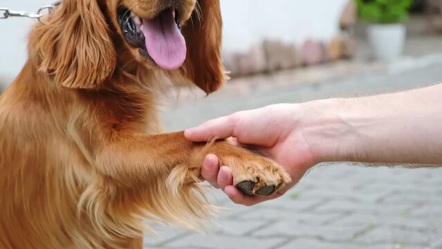 English cocker spaniel dog gives paw to a man. The doggy greets. Dog paw and human hand doing handshake. Owner training trick with dog friend. Friendship love support team concept. Friendly pet.