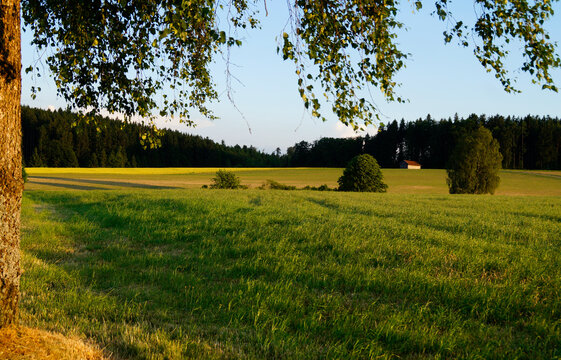 a serene and peaceful scene with the blue sky, birch branches, green meadows  on a warm August evening in the bavarian village Birkach, Bavaria, Germany	
