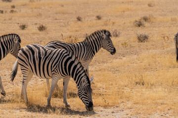 Naklejka na ściany i meble Telephoto shot of three Burchell's Plains zebras -Equus quagga burchelli- grazing on the plains of Etosha National Park, Namibia.
