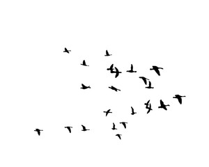flock of birds