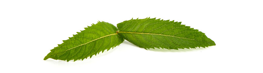 Mint leaves. Fresh mint on white background. Mint leaf isolated. Full depth of field.