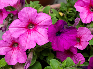 purple pink petunias in the garden in the spring