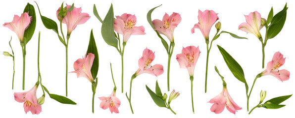 Set in PNG with beautiful pink lilies and leaves on transparent background