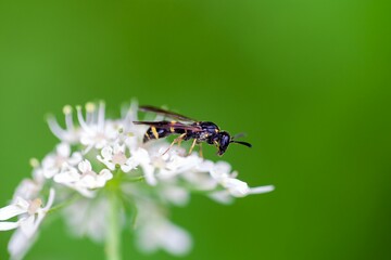 Willow mason-wasp, Symmorphus bifasciatus