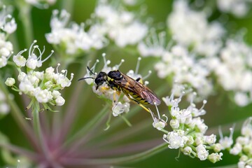 Common sawfly, Tenthredo notha, on a flower
