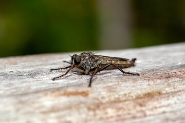 Robber fly of the species Tolmerus atricapillus