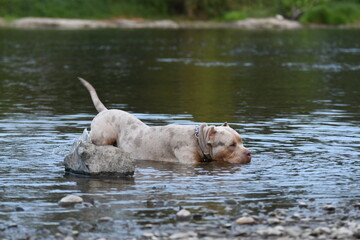 Un chien de race american bully XL dans une rivière 