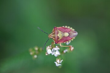 Shield bug of the species Carpocoris pudicus