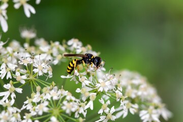 Wasp of the species Ectemnius lituratus