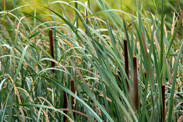 Close-up view of Cattails, reeds and grass.
