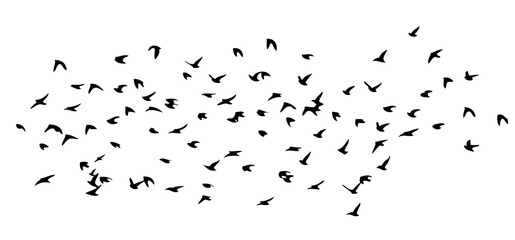 Flying birds silhouette flock. Vector illustration