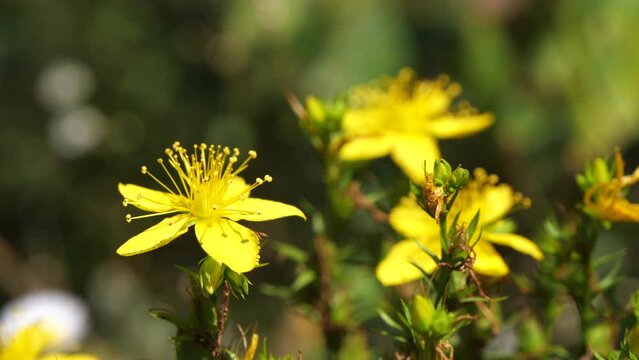 hypericum flower in nature video Saint John's Wort