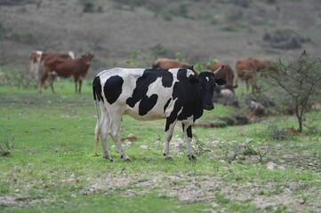 Naklejka na ściany i meble cows in a field