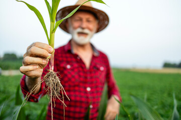 Senior farmer holding corn stalk in the field. Industrial production of grain.