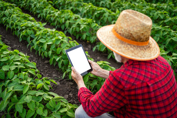 Farmer standing in the field and using smart farming application on digital tablet managing crops production and growth.