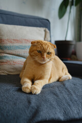 Scottish fold cat on a couch.