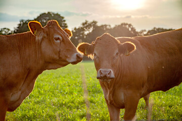Cow / cows in Dutch grass landscape, meadow, sunset - obrazy, fototapety, plakaty