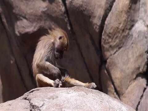 chango, (macaco) se quita las pulgas