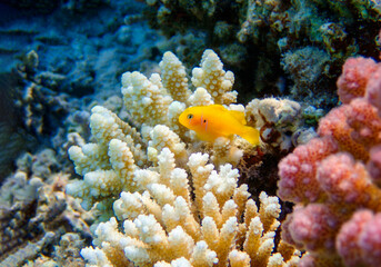 Naklejka na ściany i meble Citron coral goby fish - (Gobiodon citrinus)
