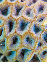 Knob coral (Favites rotundata), undersea macro photography 