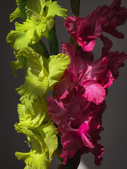 Beautiful pink and green gladioluses in sunlight. Stylish flower still life, artistic composition. Trendy floral vertical wallpaper