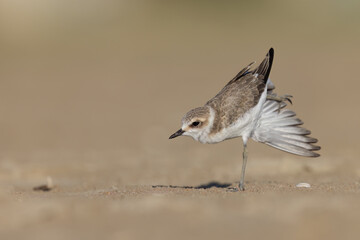 Stretching  bird, waders or shorebirds, kentish plover on the beach.