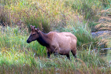 Wild Elk in a meadow near a stream on Oregon.