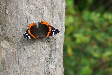 Closeup on a colorful red Admiral butterfly , Vanessa atalanta, warming up on a tree trunk with spread wings