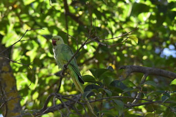 Rose-ringed parakeet bird (Pittacula krameri "cotorra de Kramer") perched on a tree branch