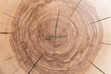 vue d'en haut d'un morceau de bois brut verni coupé à l'horizontale pour voir les anneau de...