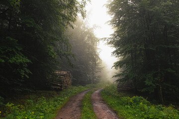 Fototapeta na wymiar Mysterious misty morning in the autumn forest