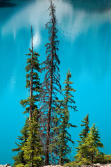 douglas fir trees by the lake in canada