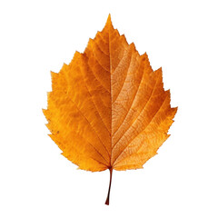 Fototapeta premium Autumn falling leaf isolated