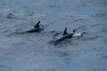 Obraz premium The common dolphin is a globally found marine mammal recognized by its hourglass pattern and playful nature. High quality photo