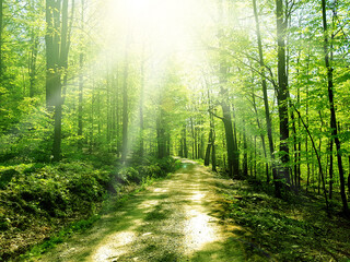 Obraz premium Path in forest. Rays of the sun