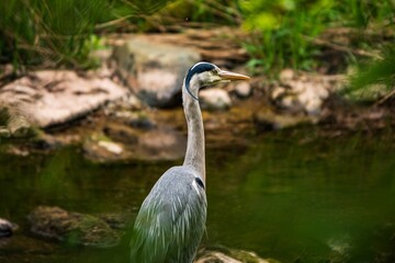 A Grey Heron looking for fish on the river Lowther near Penrith Cumbria.