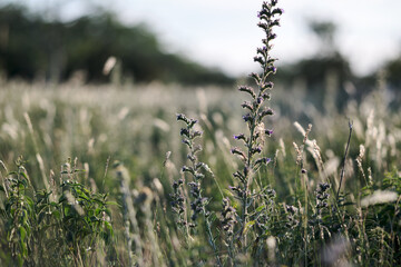 Classic Swedish Summer Meadow in July