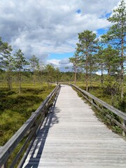 Swamp boardwalk