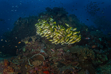 Fototapeta na wymiar Lutjanus rufolineatus on the seabed in Raja Ampat. Golden lined snapper during the dive in Indonesia. Shoal of yellow fish near the bottom. 