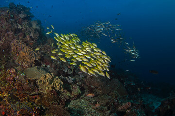 Lutjanus rufolineatus on the seabed in Raja Ampat. Golden lined snapper during the dive in Indonesia.  Shoal of yellow fish near the bottom. 