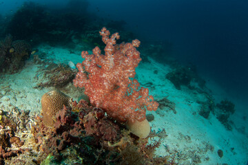 Fototapeta na wymiar Red gorgonia during dive in Raja Ampat. Dendronephthya on the bottom in Indonesia. Exotic traveling. 