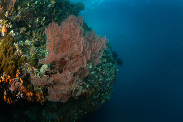 Fototapeta na wymiar Gorgonia during dive in Raja Ampat. Knotenfacher on the bottom in Indonesia. Exotic traveling. 