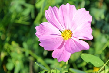 Pink cosmos flower- cosmos bipinnatus called the garden cosmos or Mexican aster