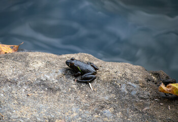 Small frog on a rock in Arkansas