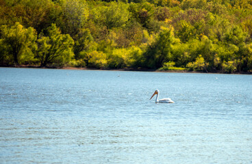 Swimming pelican in calm waters