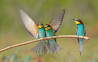 European Bee-eater standing on a branch with their wings spread.