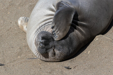 Fototapeta na wymiar Elephant seal (Mirounga angustirostris) laying on sand, north of Cambria, California. Facing camera, flipper over eye. 