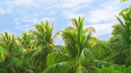 tips of green palm trees against a backdrop of blue sky